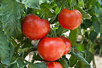 Heirloom tomatoes at peak ripeness